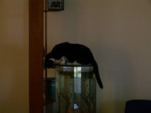Sam on the Fish tank