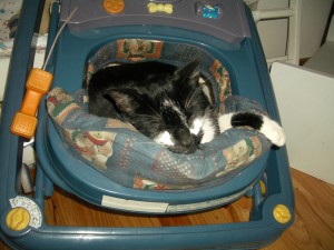 Sam in a Baby's Bassette