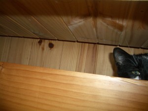 Sam behind the draw of the Tallboy