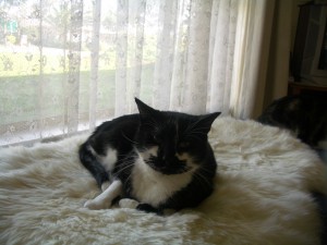 Sam on a Lambs Wool Rug